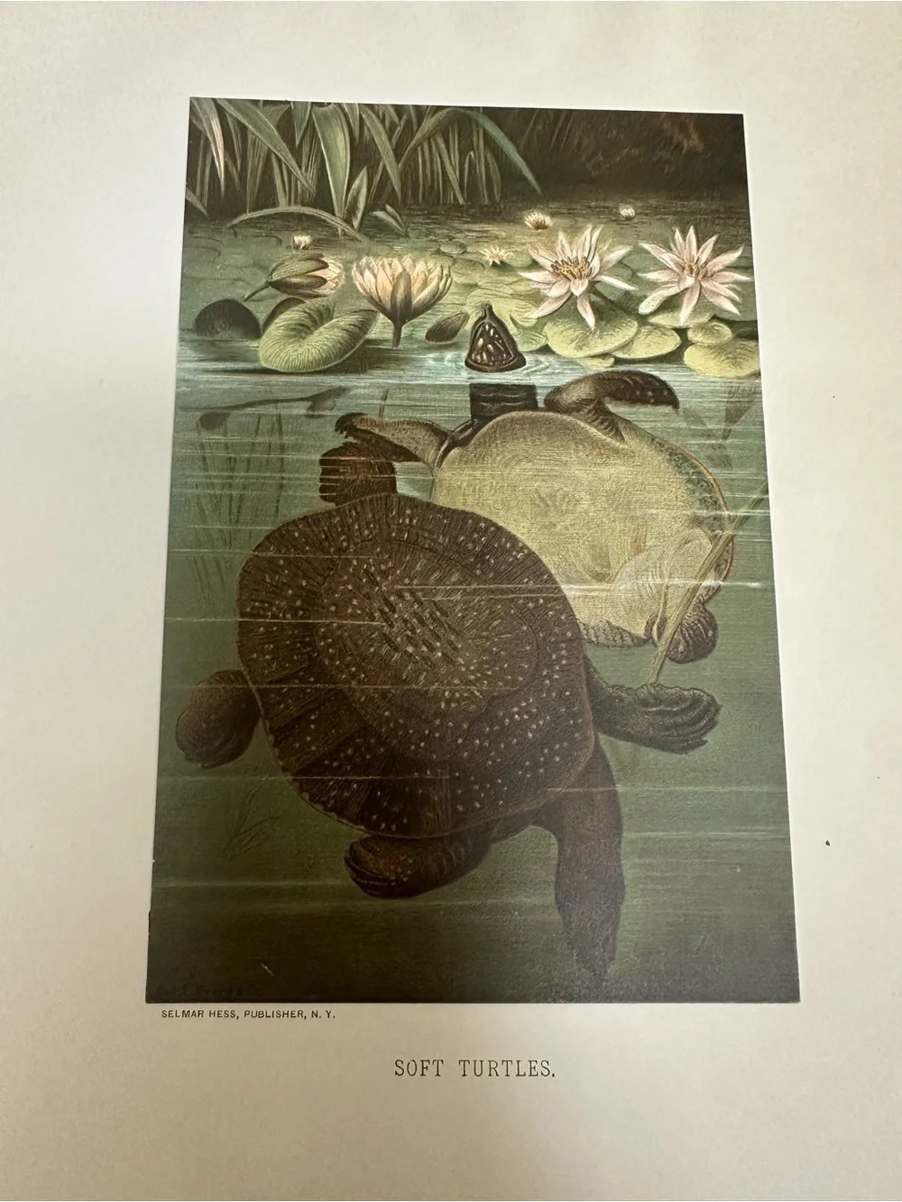 1880s Chromolithograph L. Prang/Selmar Hess - SOFT TURTLES